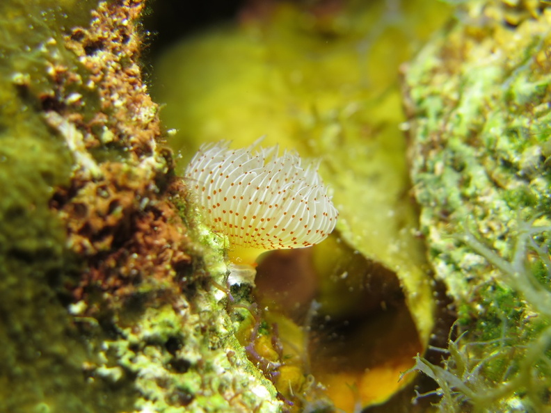 4 Red-Spotted Horseshoe Worm IMG_3875.jpg